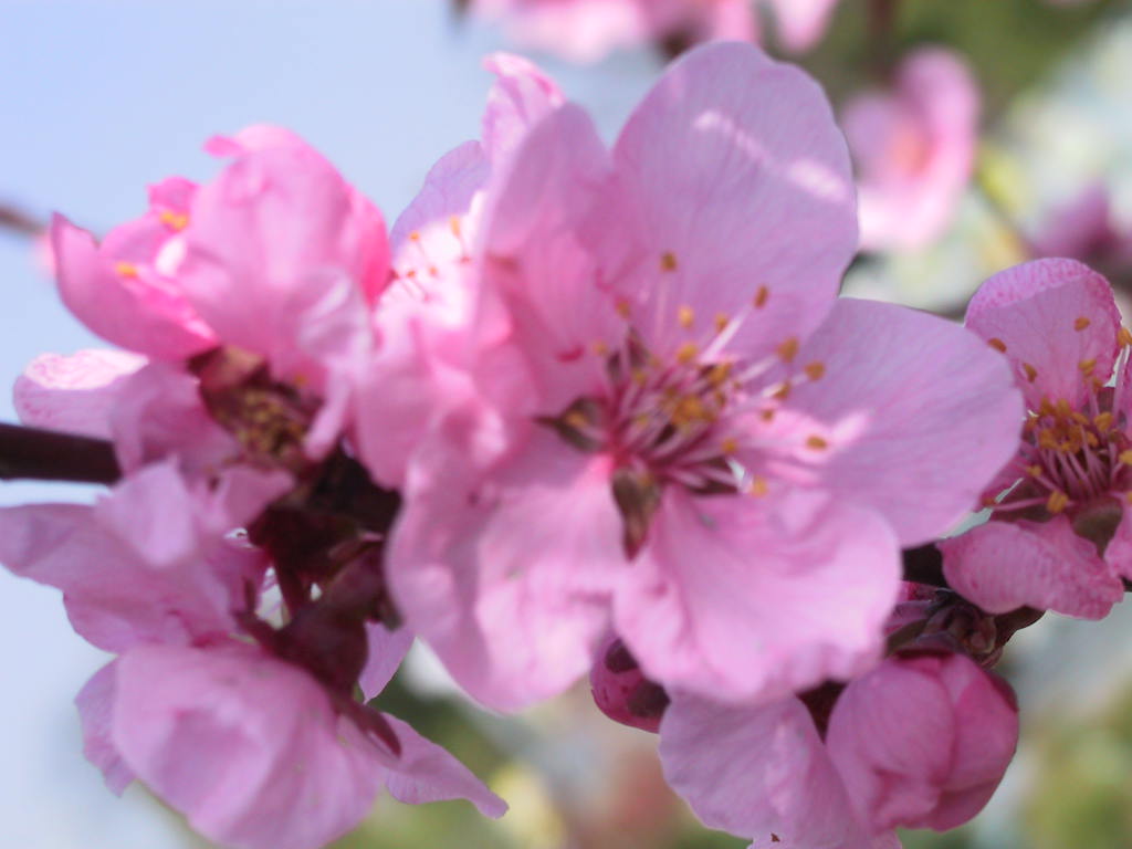 Prunus persica Spring Glow 01.jpg